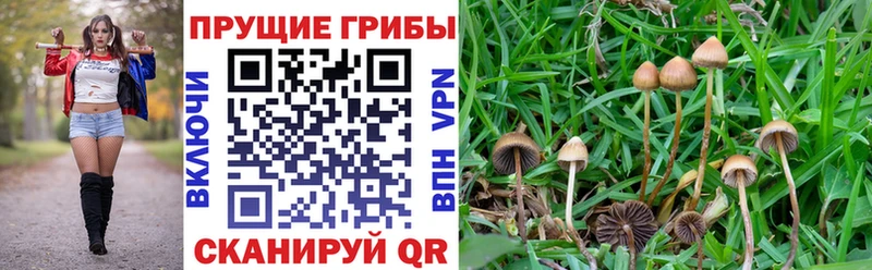 Галлюциногенные грибы Magic Shrooms  Алзамай 